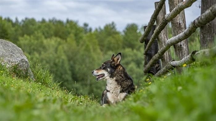 Без стресса для питомцев