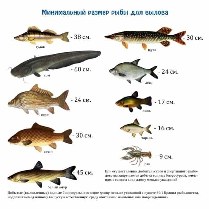 Правила любительского рыболовства