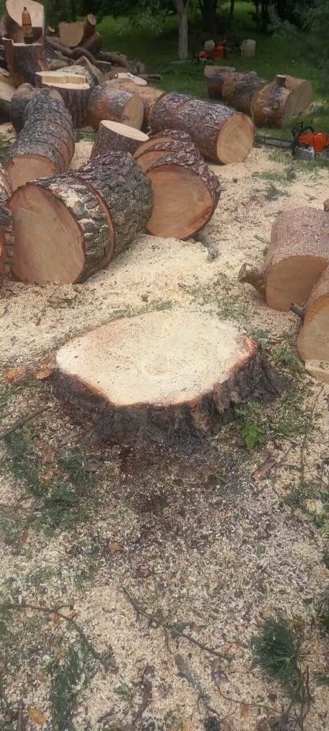 В каких случаях штраф за вырубку дерева гарантирован