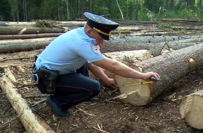 Вырубка на собственном участке – что говорит законодательство