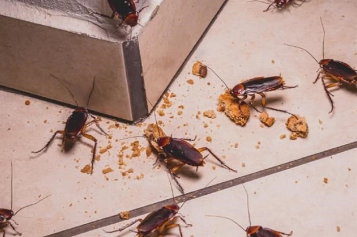 Места проникновения тараканов в квартиру