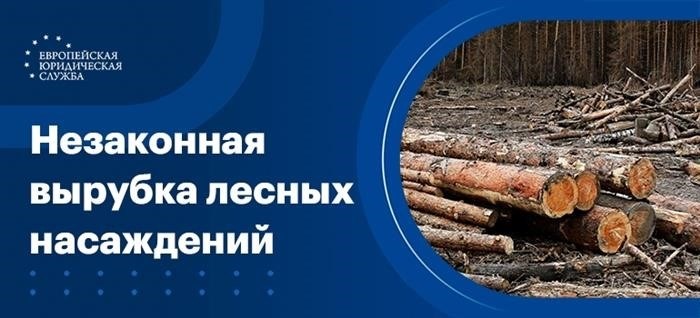 Наказание за незаконную вырубку деревьев и кустарников